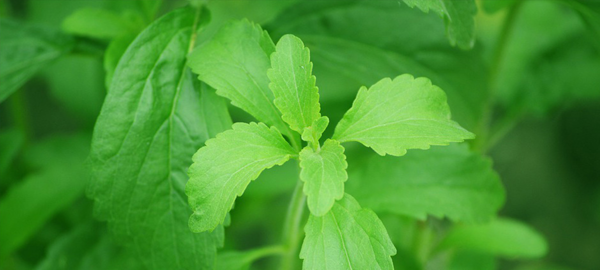 重磅：衛(wèi)健委發(fā)布甜菊糖苷國(guó)標(biāo)2022版