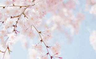 藏在二十四節(jié)氣里的食與味 - 立春之花會來